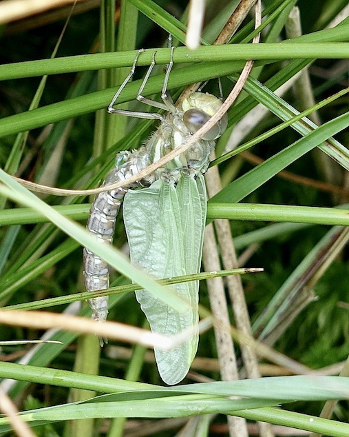 common hawker